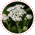 Yarrow Herb
